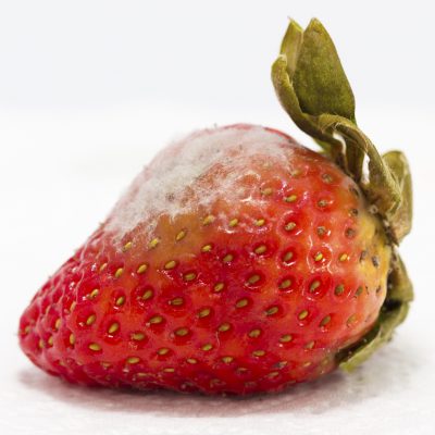 mold on strawberry