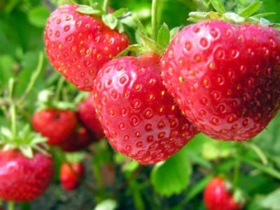 strawberries