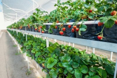 strawberries in a greenhouse
