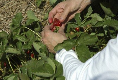 strawberry picking