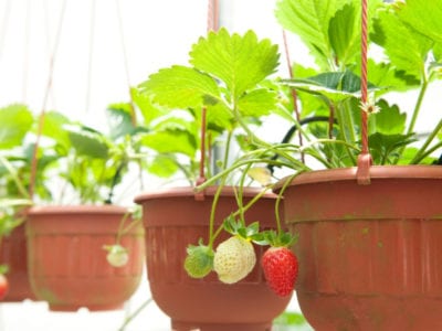 strawberry plant