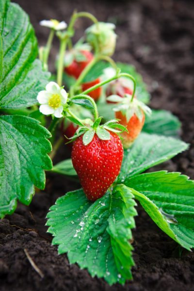 strawberry renovation