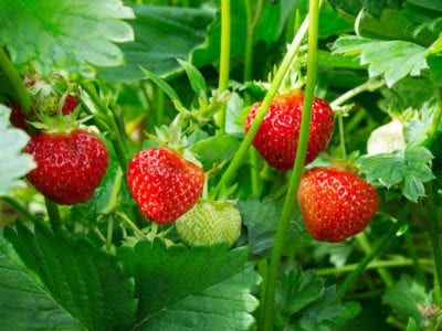 strawberries