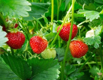 stawberry