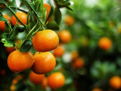 orange tangerines