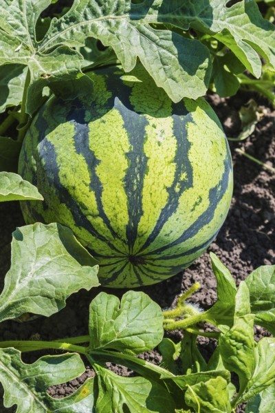 watermelon fertilizer