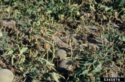 fusarium watermelon