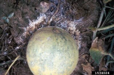 waermelon southern blight