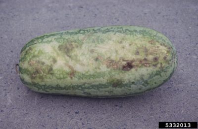 watermelon anthracnose