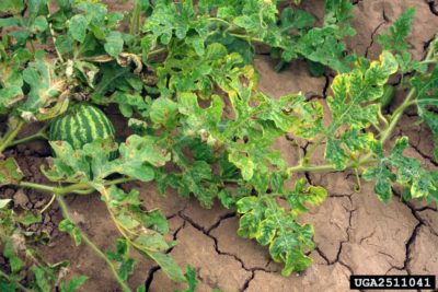 watermelon leaf curl
