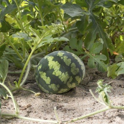 small watermelon