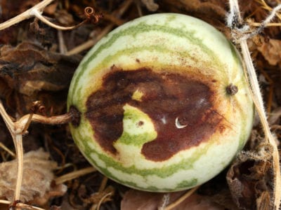 watermelon disease