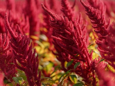 amaranth flowers
