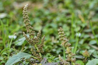 amaranth seeds