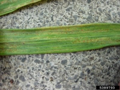 barley rust