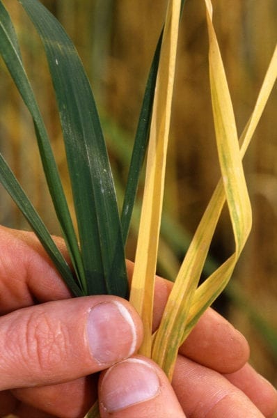 barley yellow dwarf virus