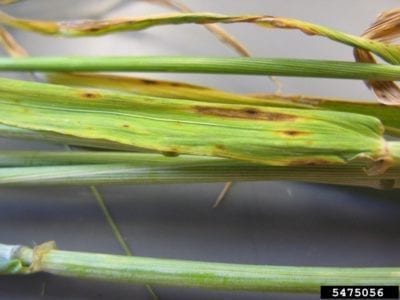 barley septoria