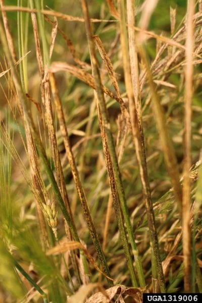 barley rust