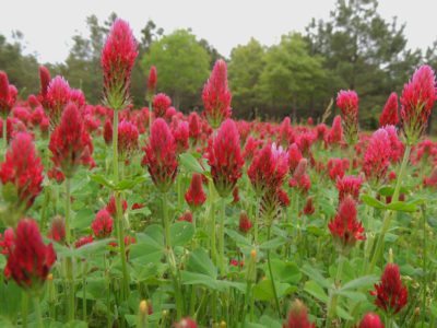 crimson clover