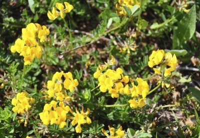 birdsfoot trefoil