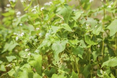 buckwheat