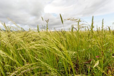 teff grass