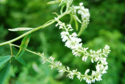 white sweet clover