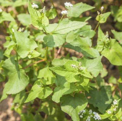 buckwheat crop