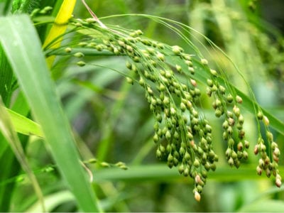 proso millet