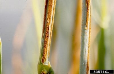 oat stem rust