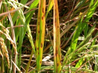 brown leaf spot rice