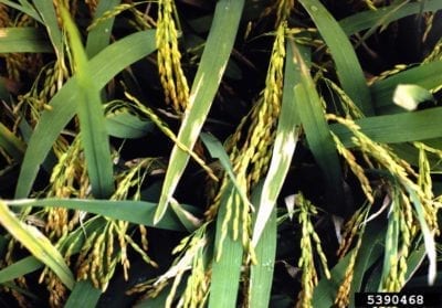 rice blight