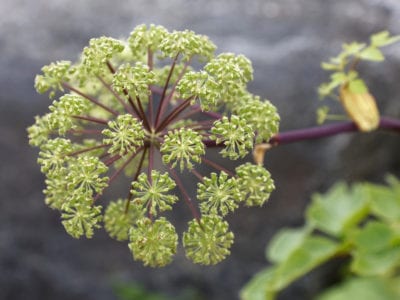 angelica flower