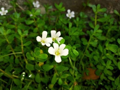 bacopa