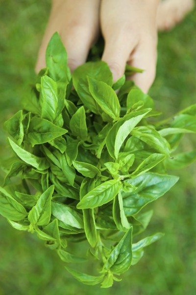 fresh basil
