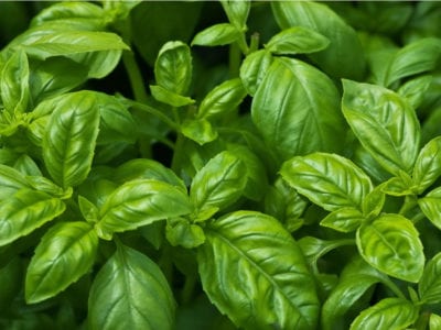 organic basil 1