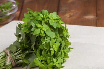 greek basil