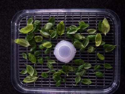 drying basil 1