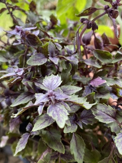 african blue basil scaled