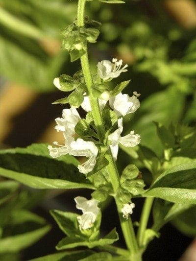 basil flower