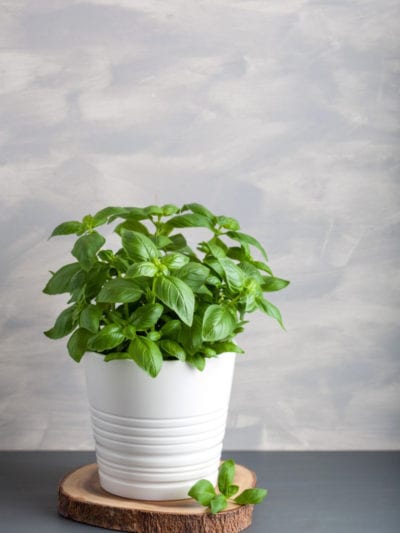 basil herb