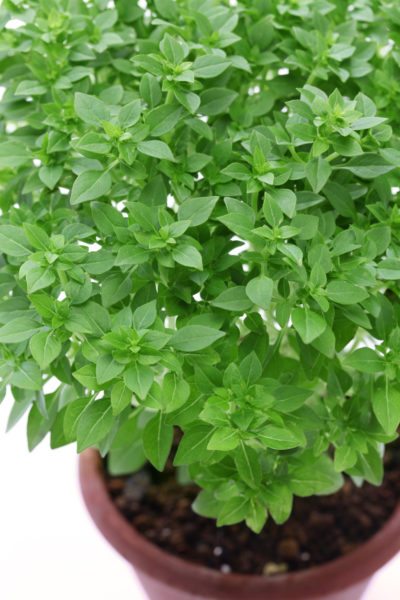 bush basil