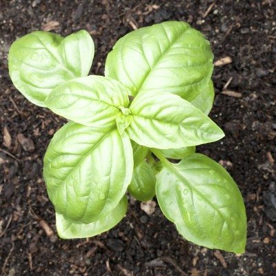 healthy basil1
