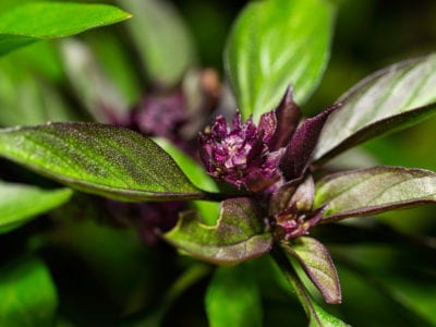 thai basil flower