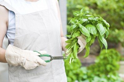 prune basil