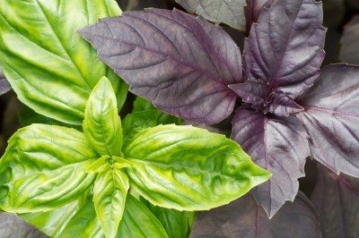 basil varieties