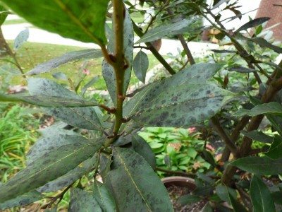 bay laurel spots