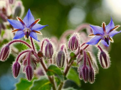 borage 1