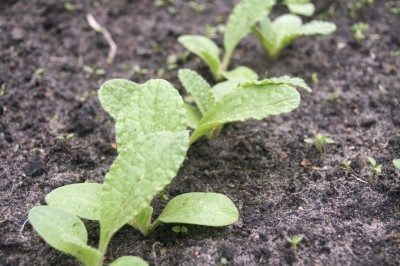 borage seedling