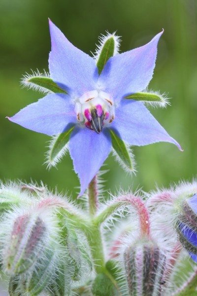 borage variety